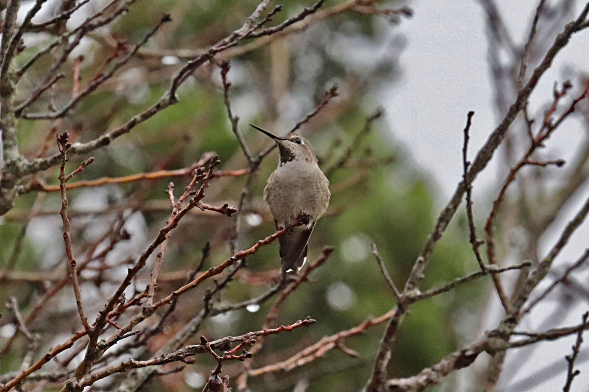 Anna's Hummingbird - Leslie Linehan