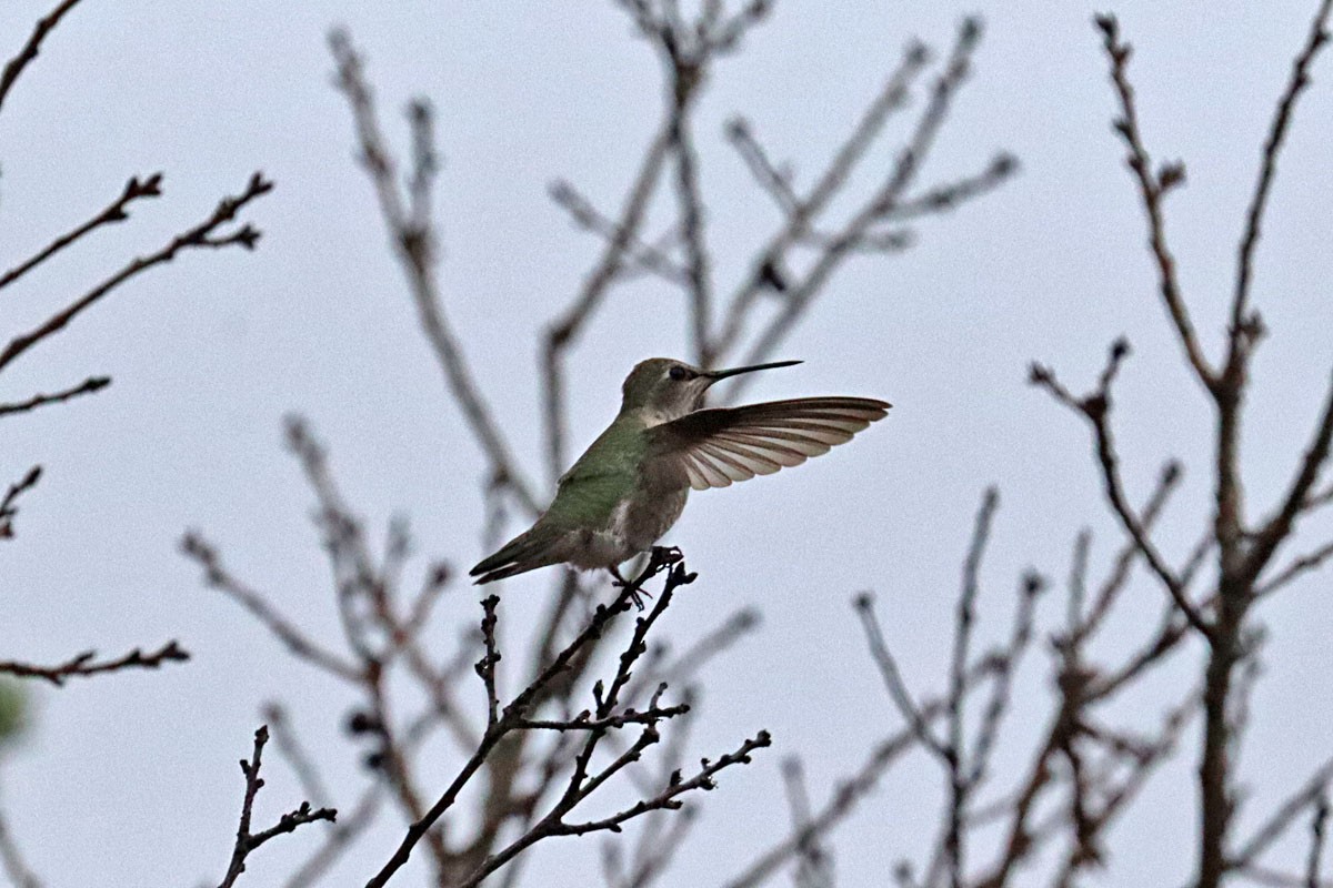 Anna's Hummingbird - Leslie Linehan