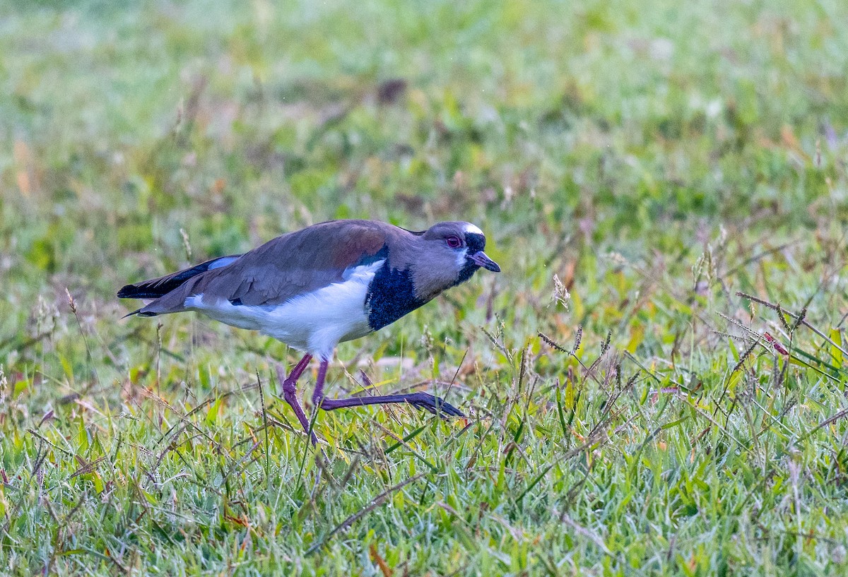 Southern Lapwing - Jining Han