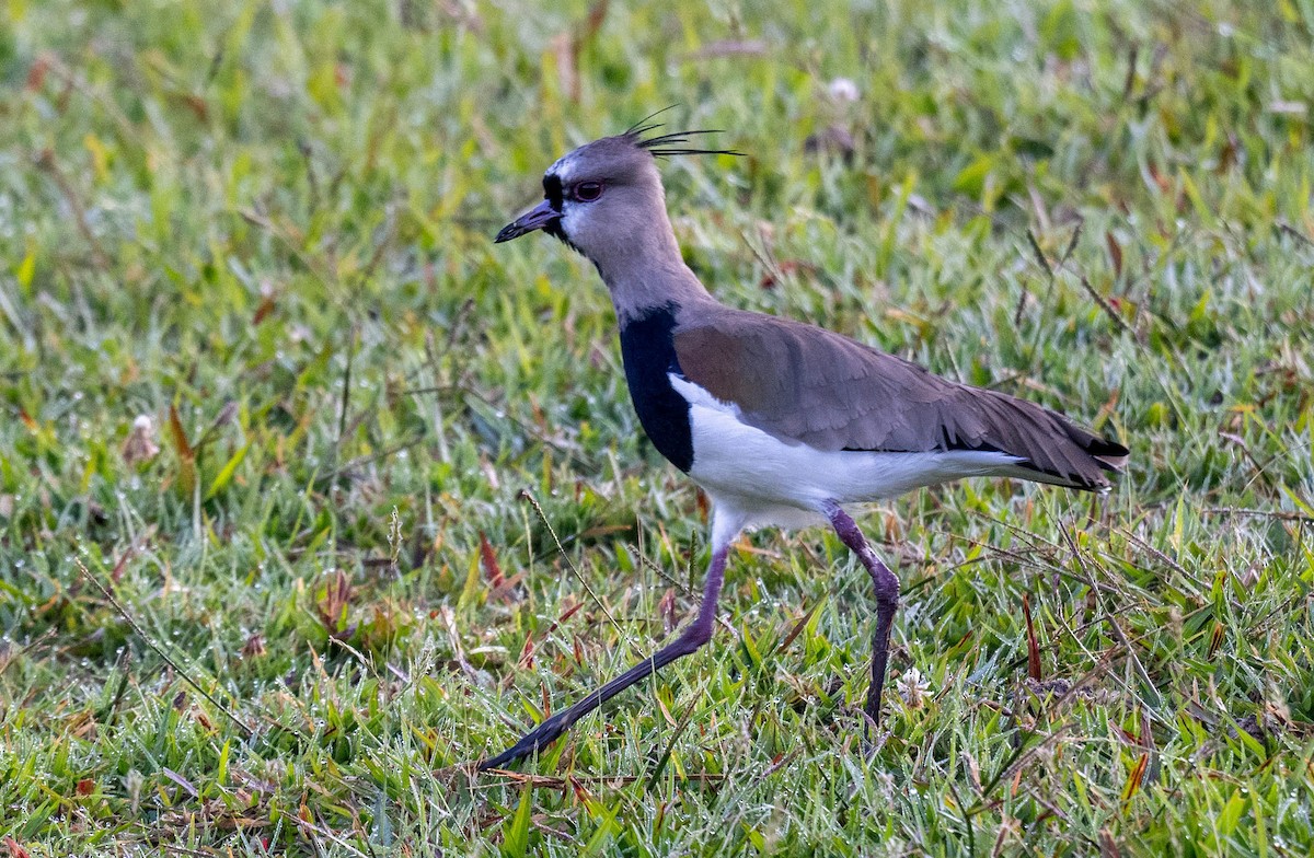 Southern Lapwing - ML614691782