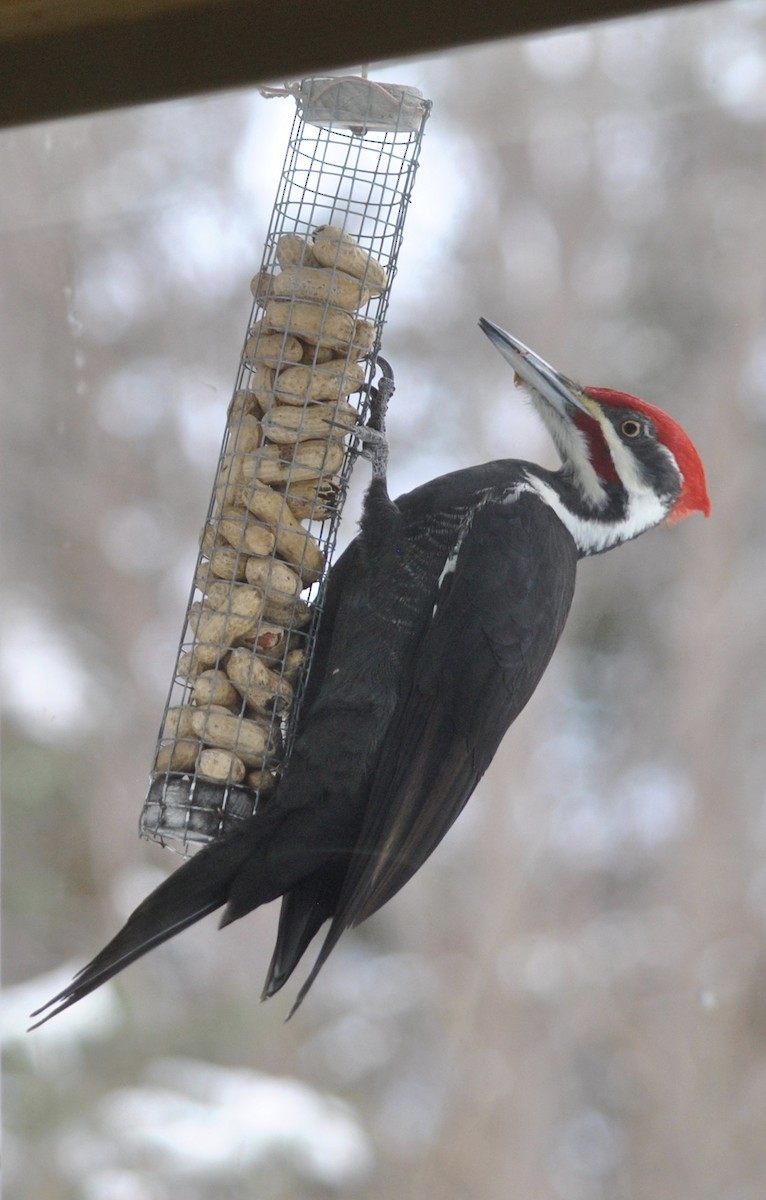 Pileated Woodpecker - Denis Fournier