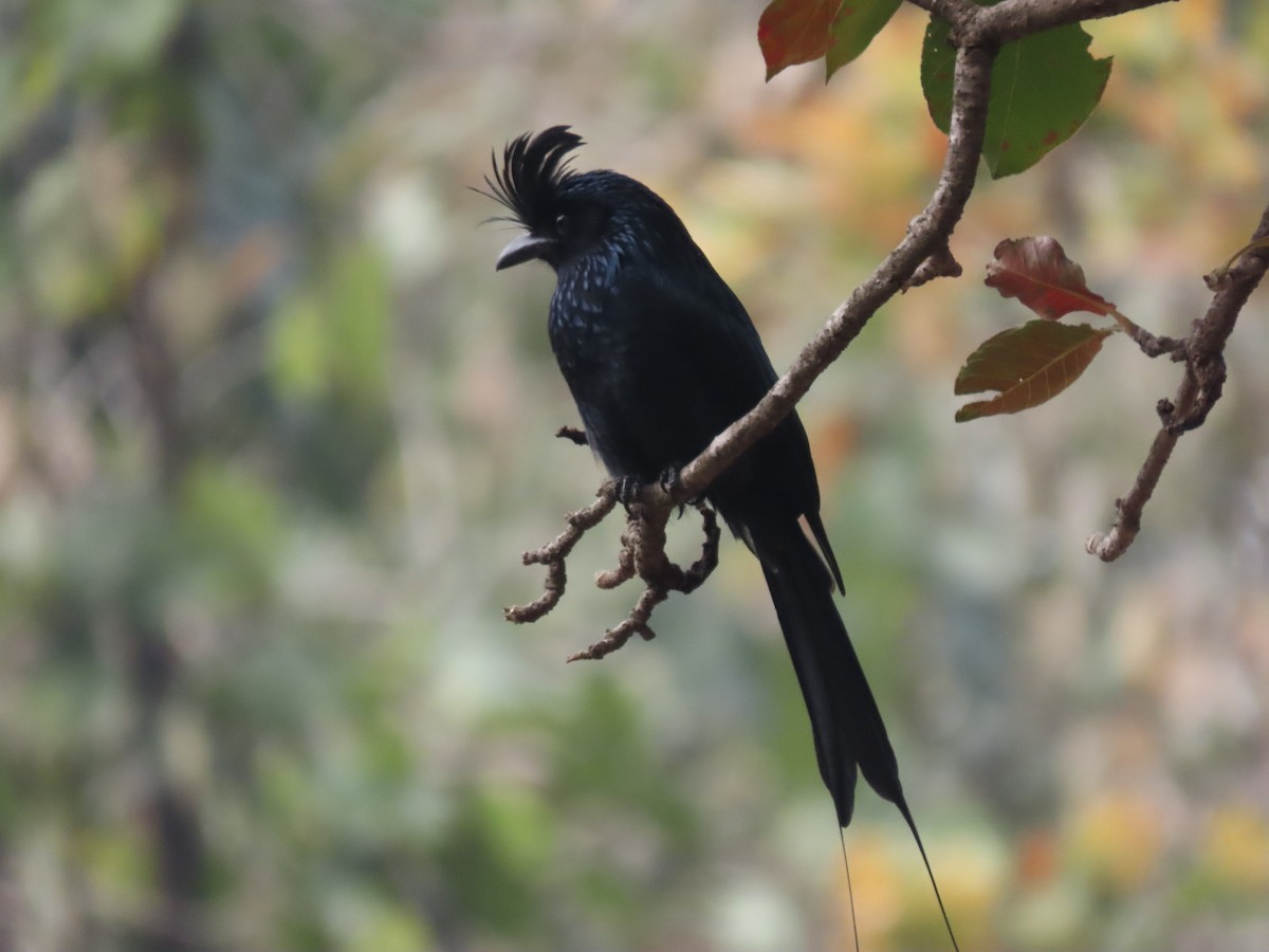 Greater Racket-tailed Drongo - ML614691895