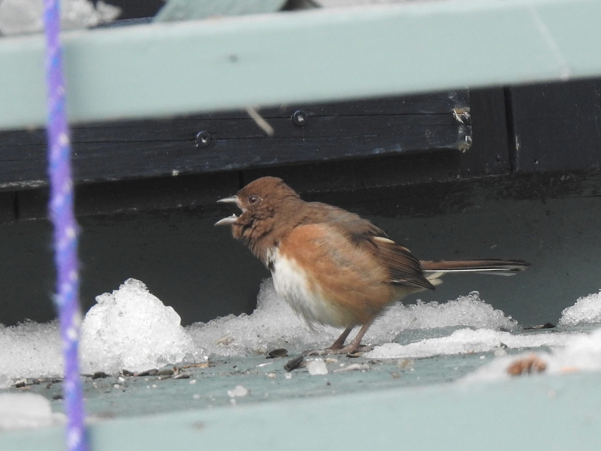 Eastern Towhee - Diane Jalbert