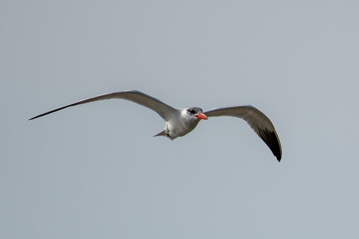 Caspian Tern - ML614691931