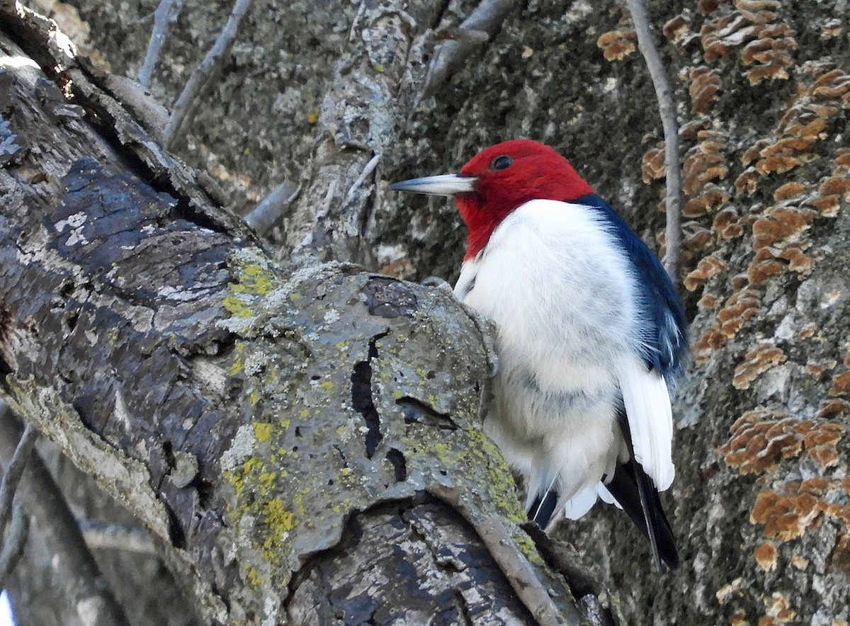 Red-headed Woodpecker - ML614692037