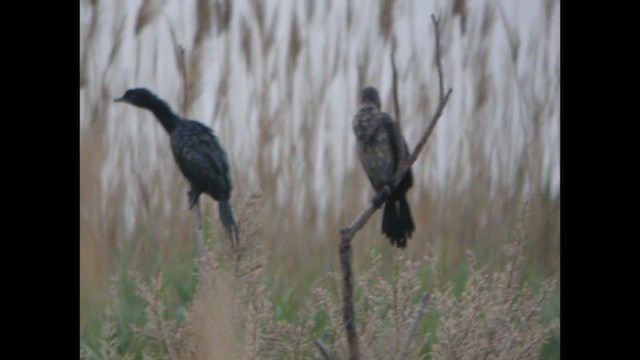 Pygmy Cormorant - ML614692046