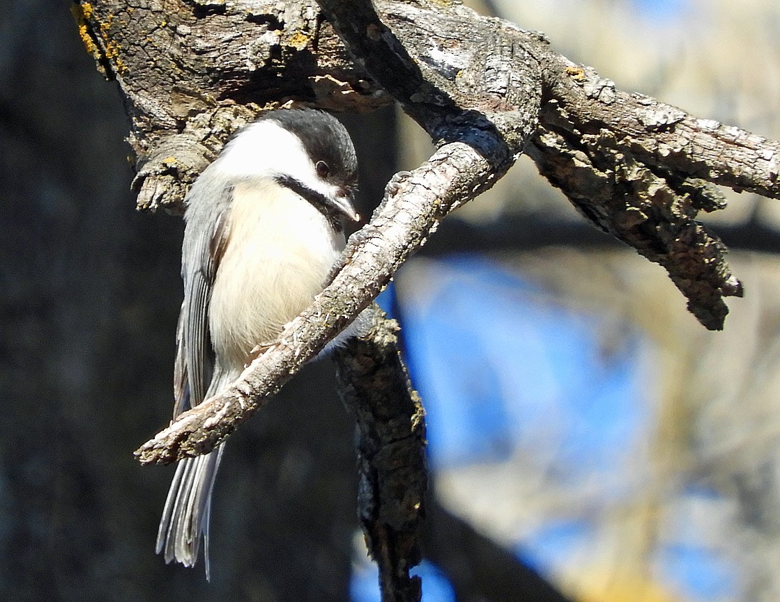 Black-capped Chickadee - ML614692047