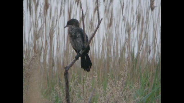 Pygmy Cormorant - ML614692057