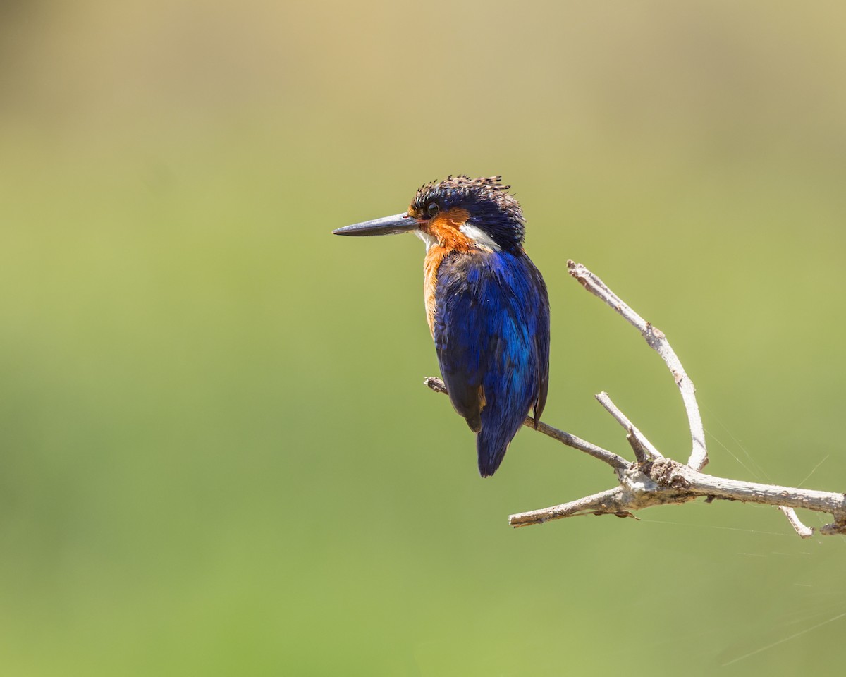 Malagasy Kingfisher - ML614692074