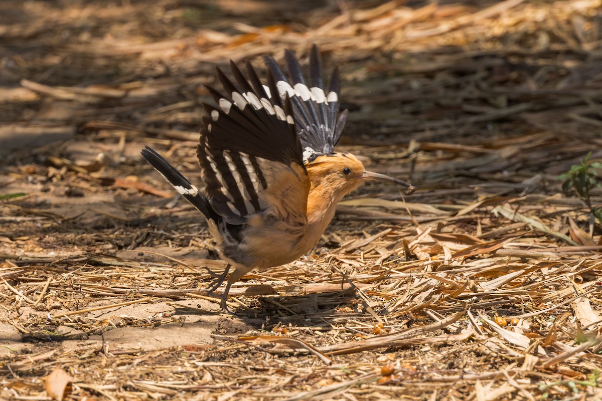 Madagascar Hoopoe - ML614692098