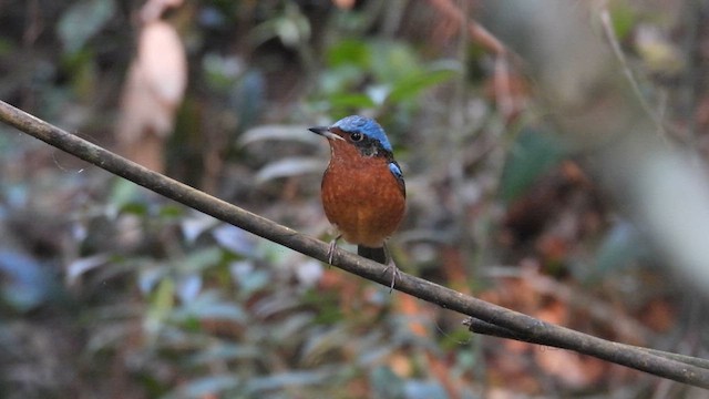 White-throated Rock-Thrush - ML614692124