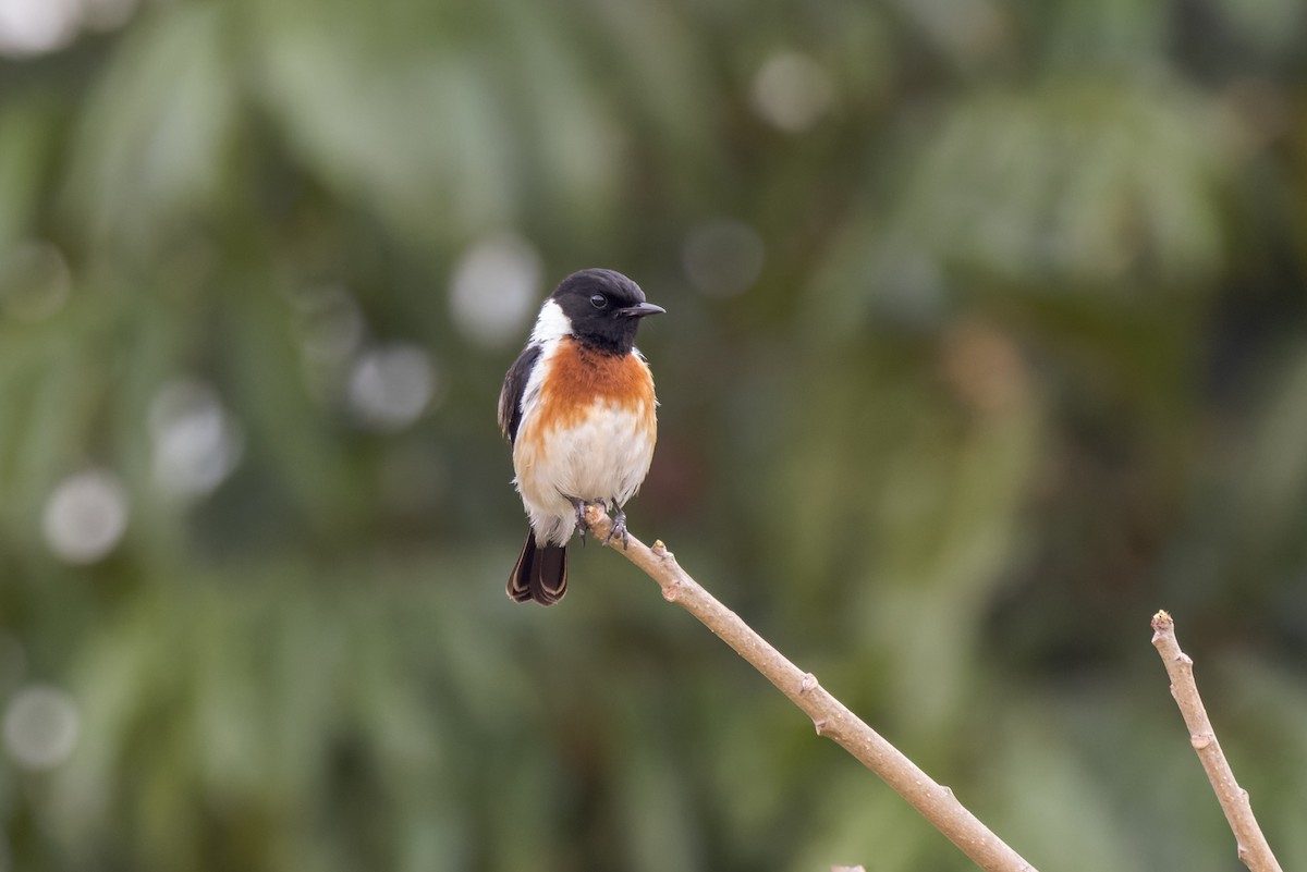African Stonechat (Madagascar) - Christopher Sloan