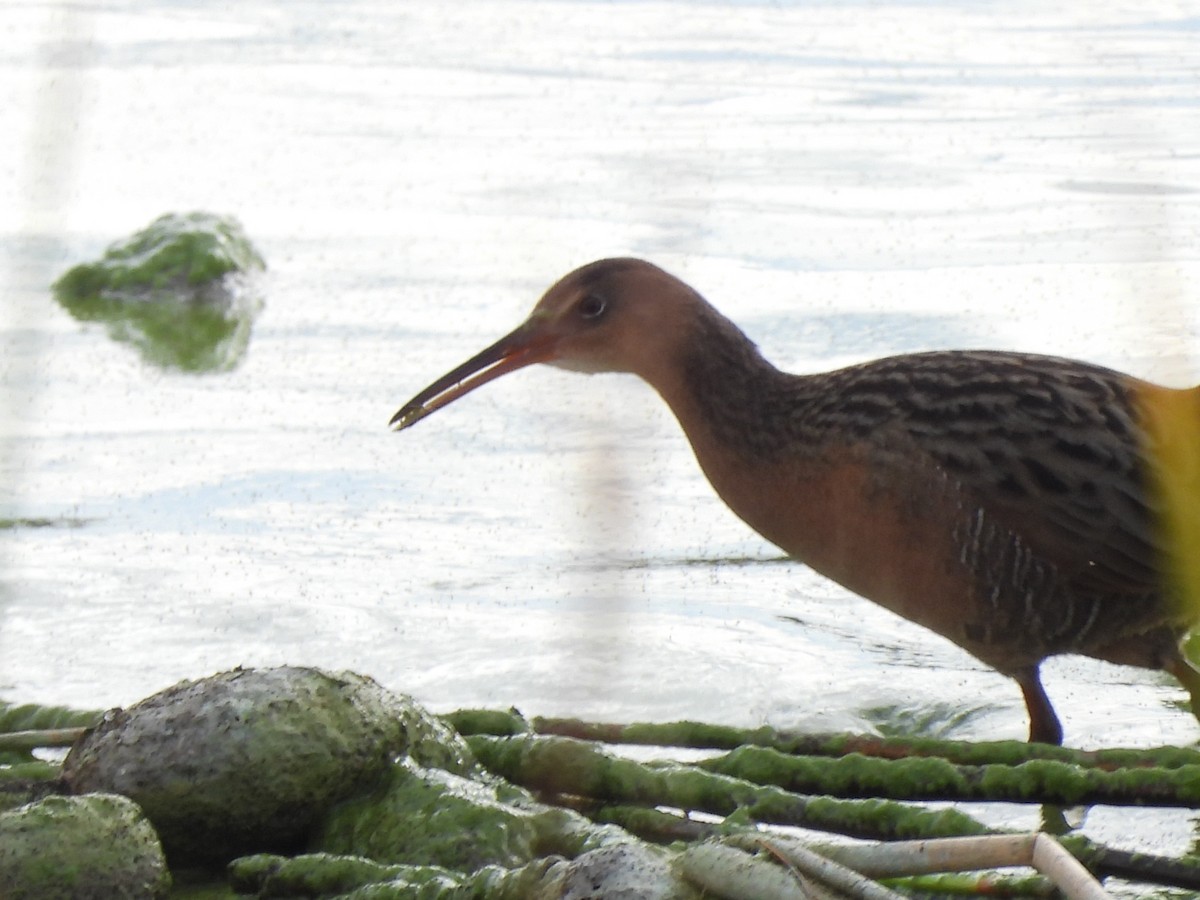 Aztec Rail - Bosco Greenhead