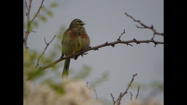 Cirl Bunting - ML614692197