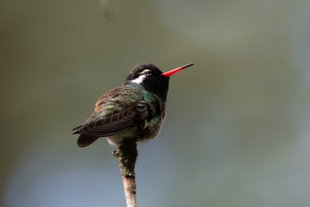 Colibrí Orejiblanco - ML614692223