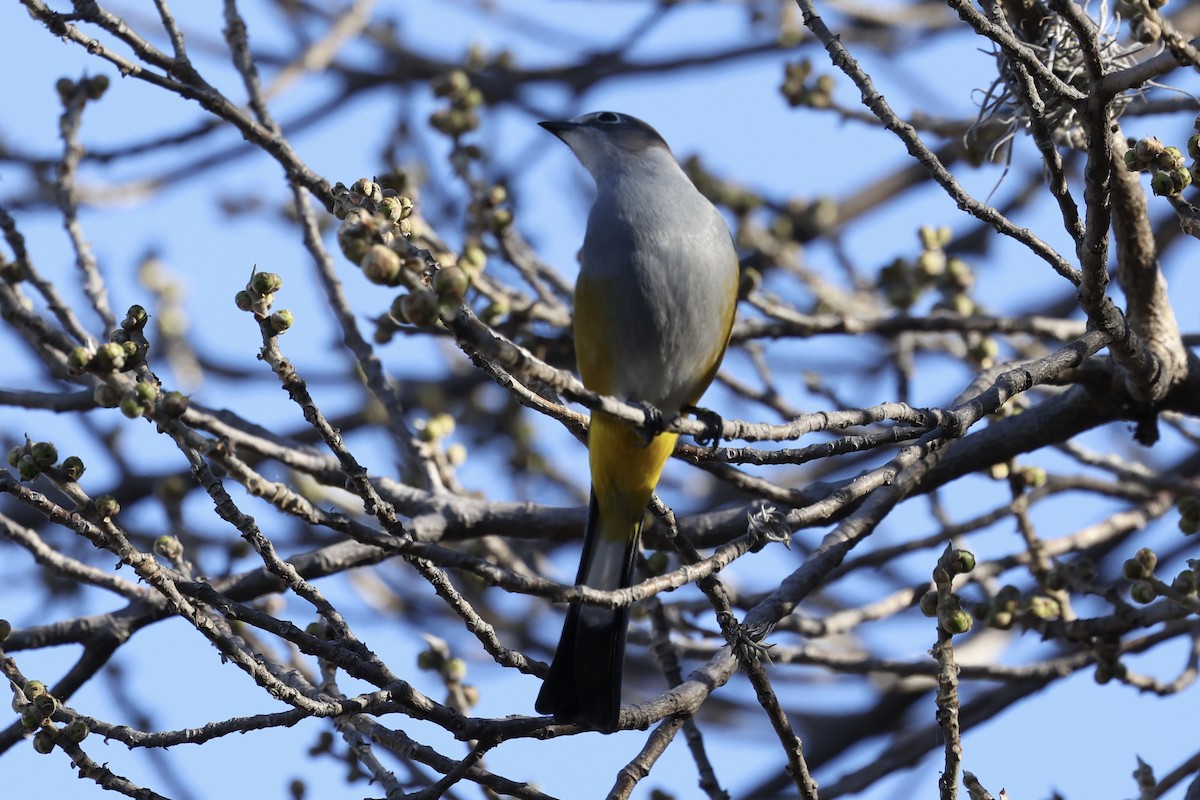 Gray Silky-flycatcher - ML614692250