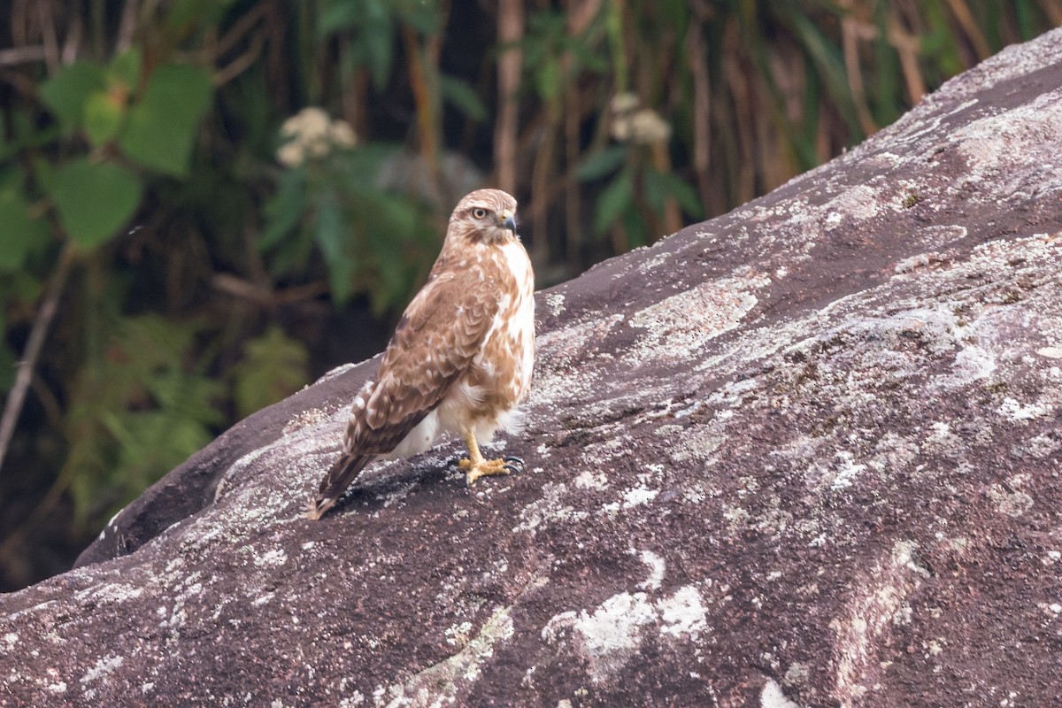 Madagascar Buzzard - ML614692251