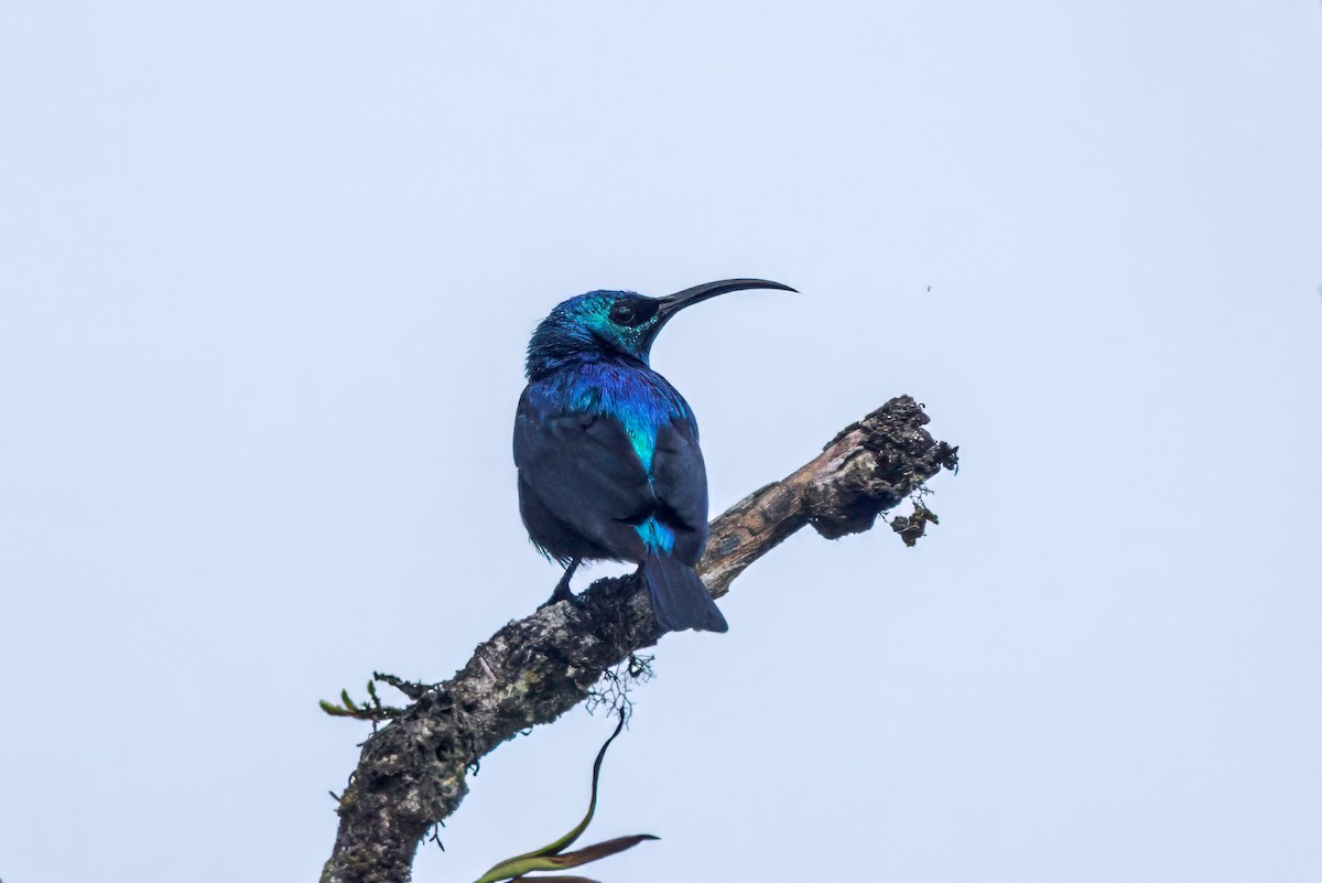 Malagasy Sunbird - ML614692293