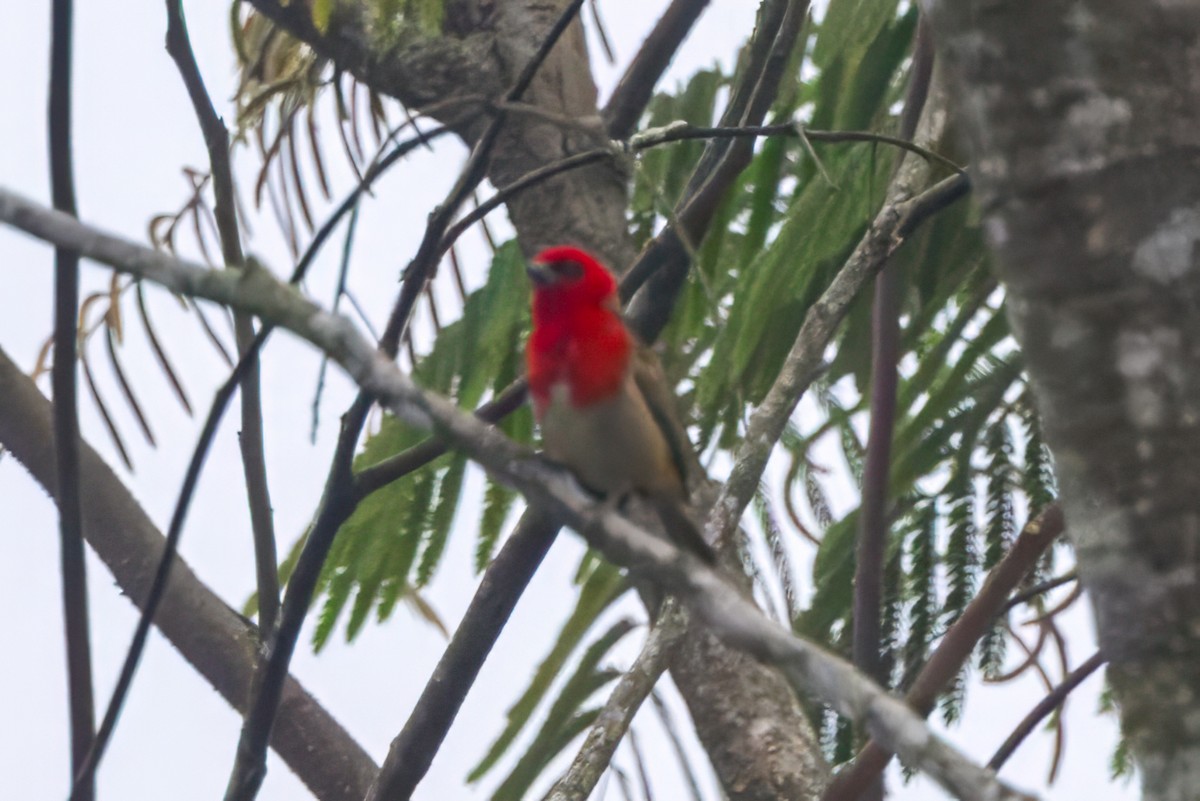 Forest Fody - ML614692304