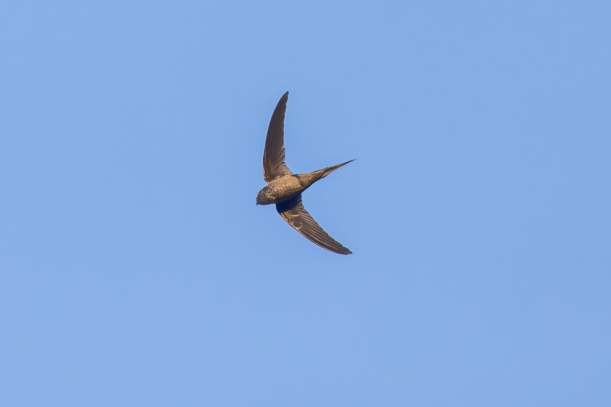 Malagasy Palm Swift (Madagascar) - ML614692337