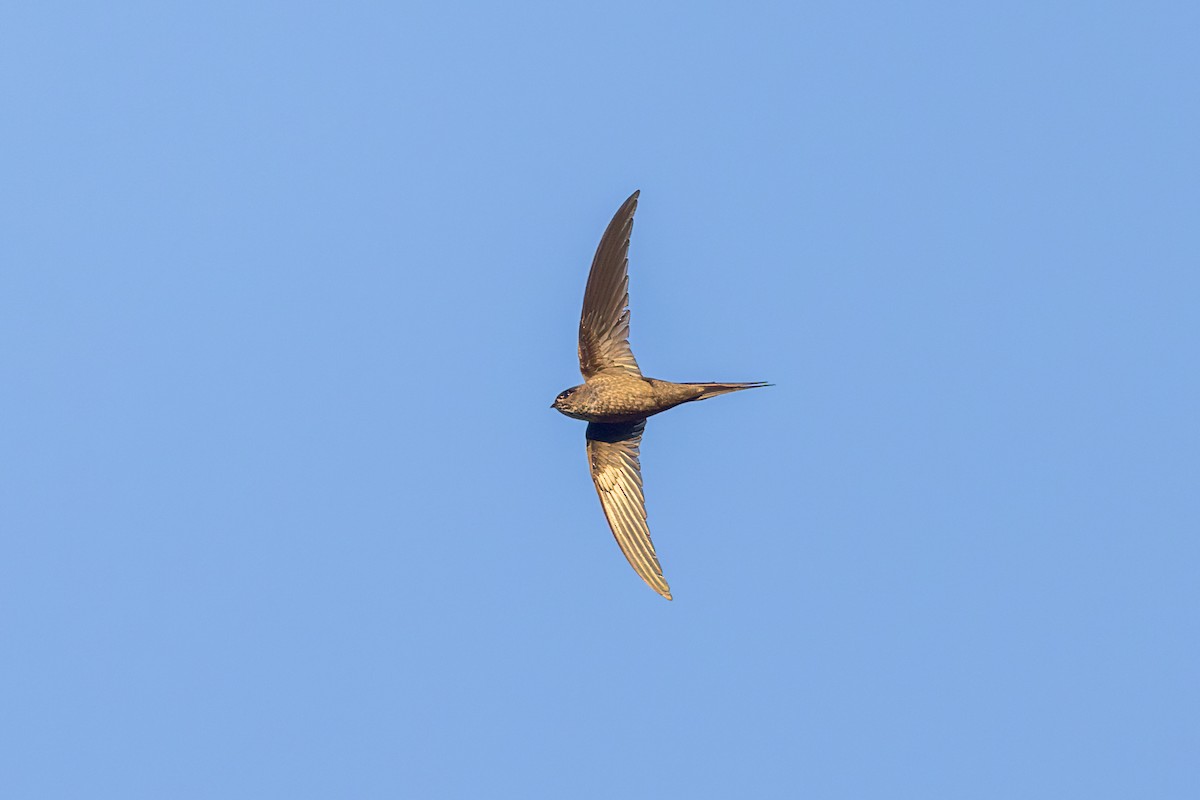 Malagasy Palm Swift (Madagascar) - ML614692338