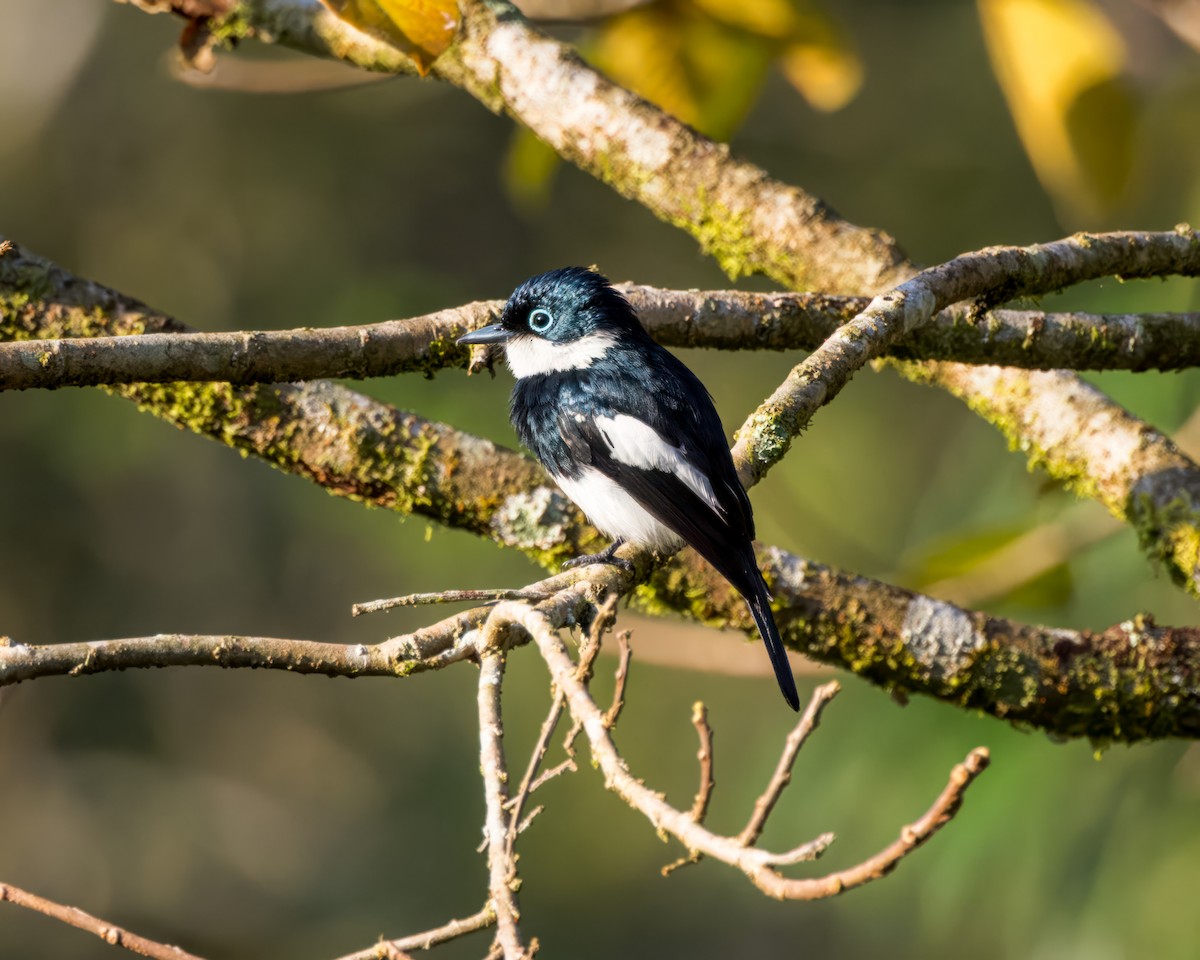 Ward's Flycatcher - ML614692341