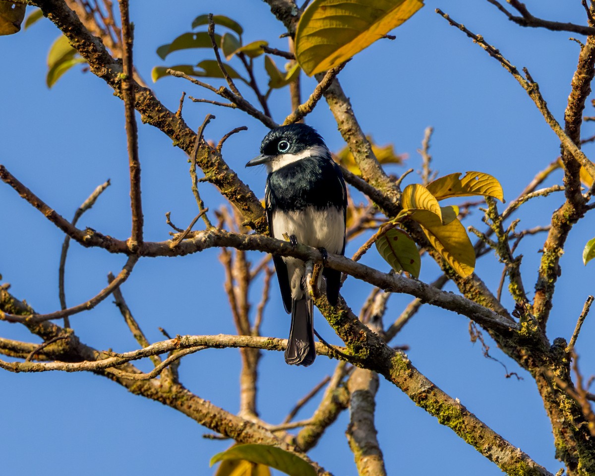 Ward's Flycatcher - ML614692342