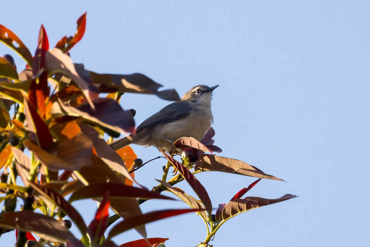 Rand's Warbler - ML614692349