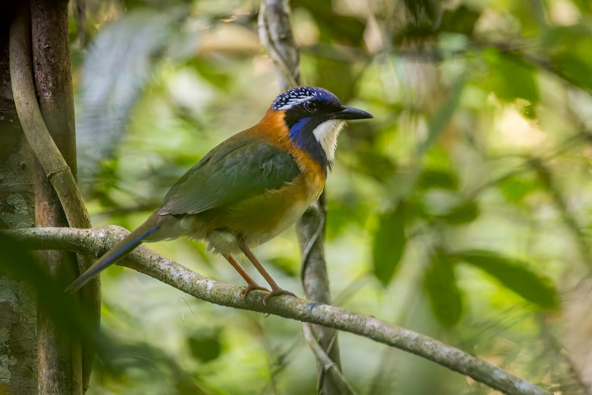 Pitta-like Ground-Roller - Christopher Sloan