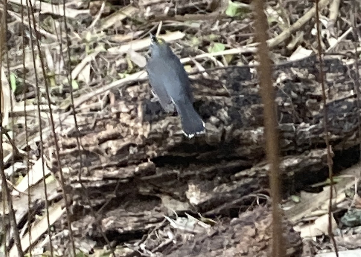 オウギアメリカムシクイ - ML614692374