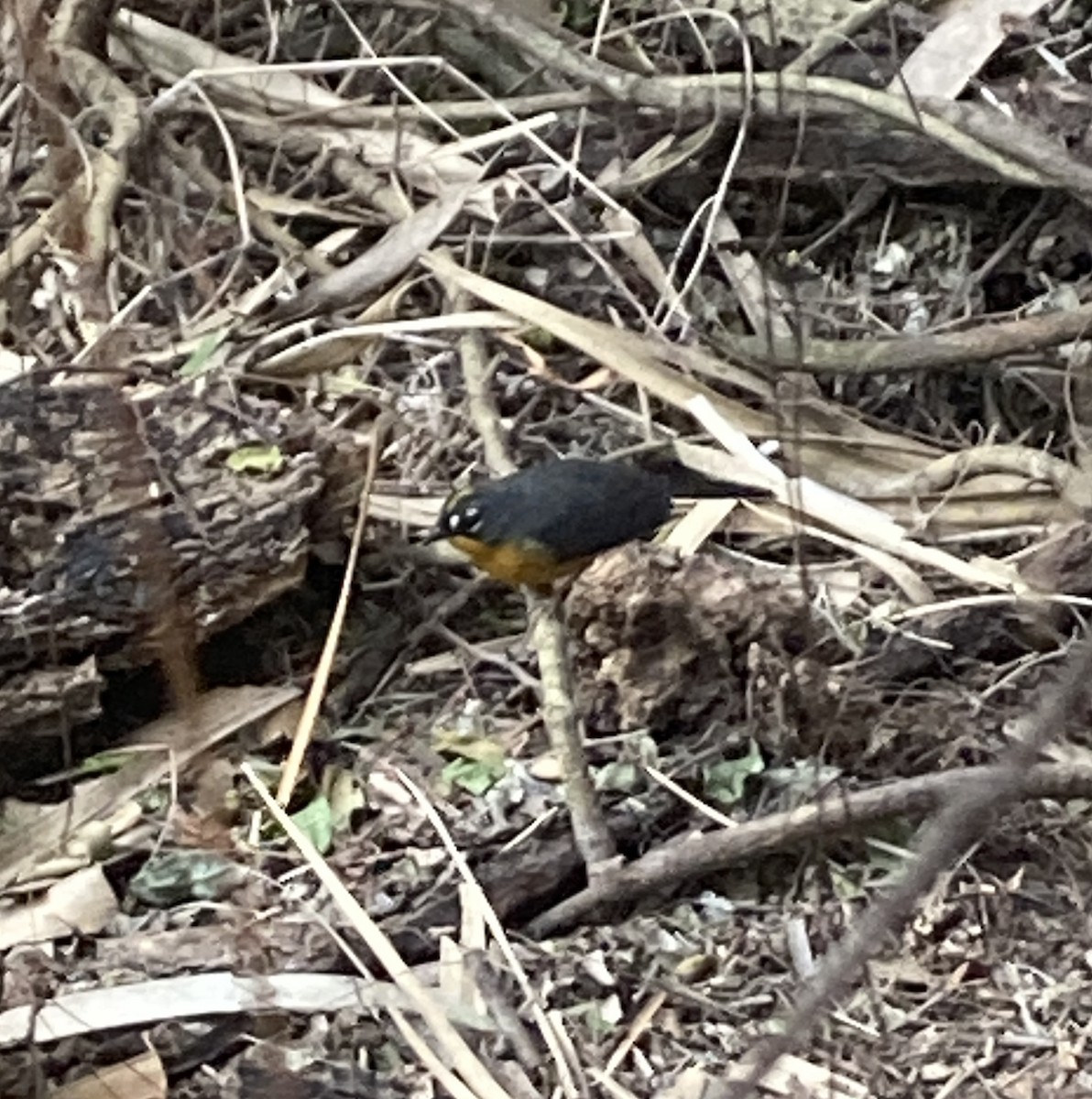 オウギアメリカムシクイ - ML614692375