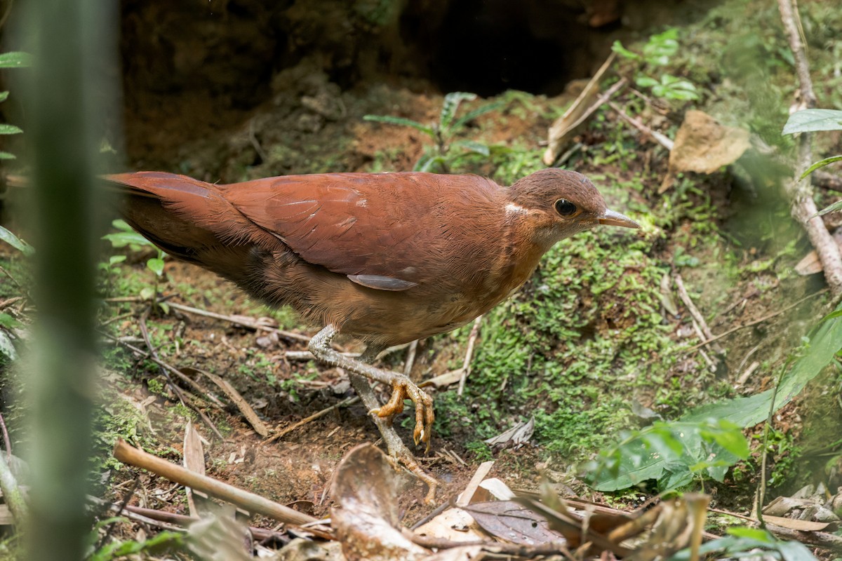 Brown Mesite - Christopher Sloan