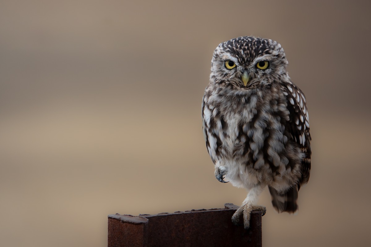 Little Owl - Alvaro Bermejo