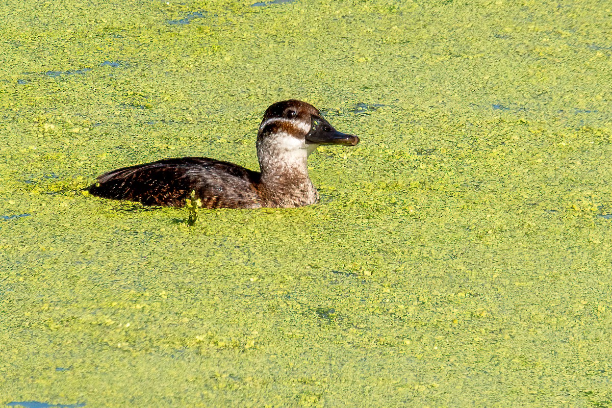 Lake Duck - Anonymous