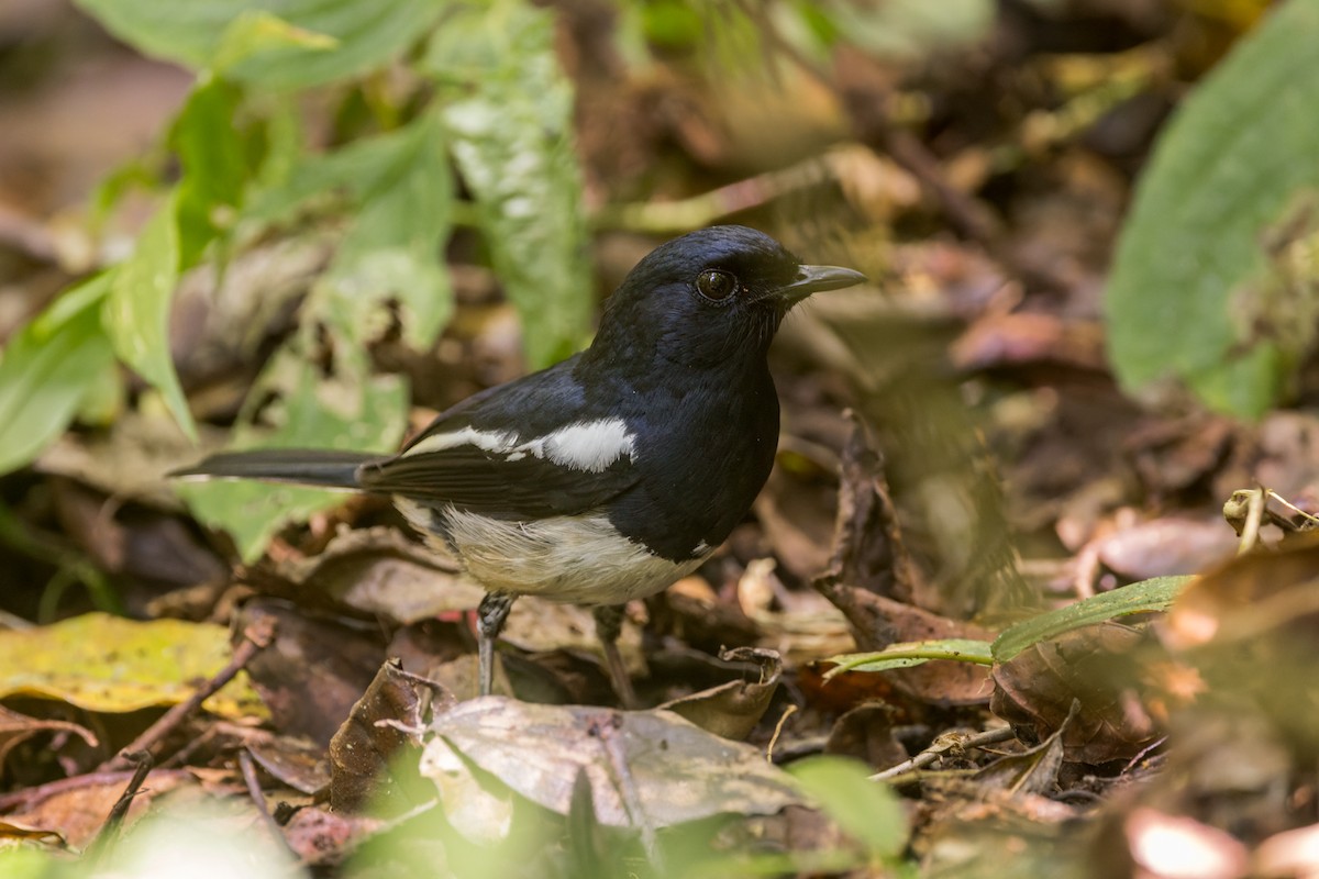 Madagascar Magpie-Robin - ML614692418