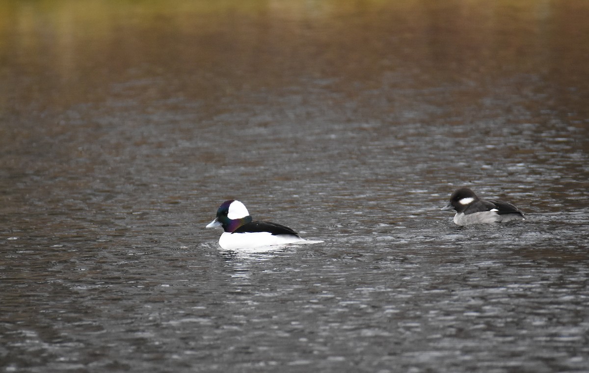 Bufflehead - ML614692425