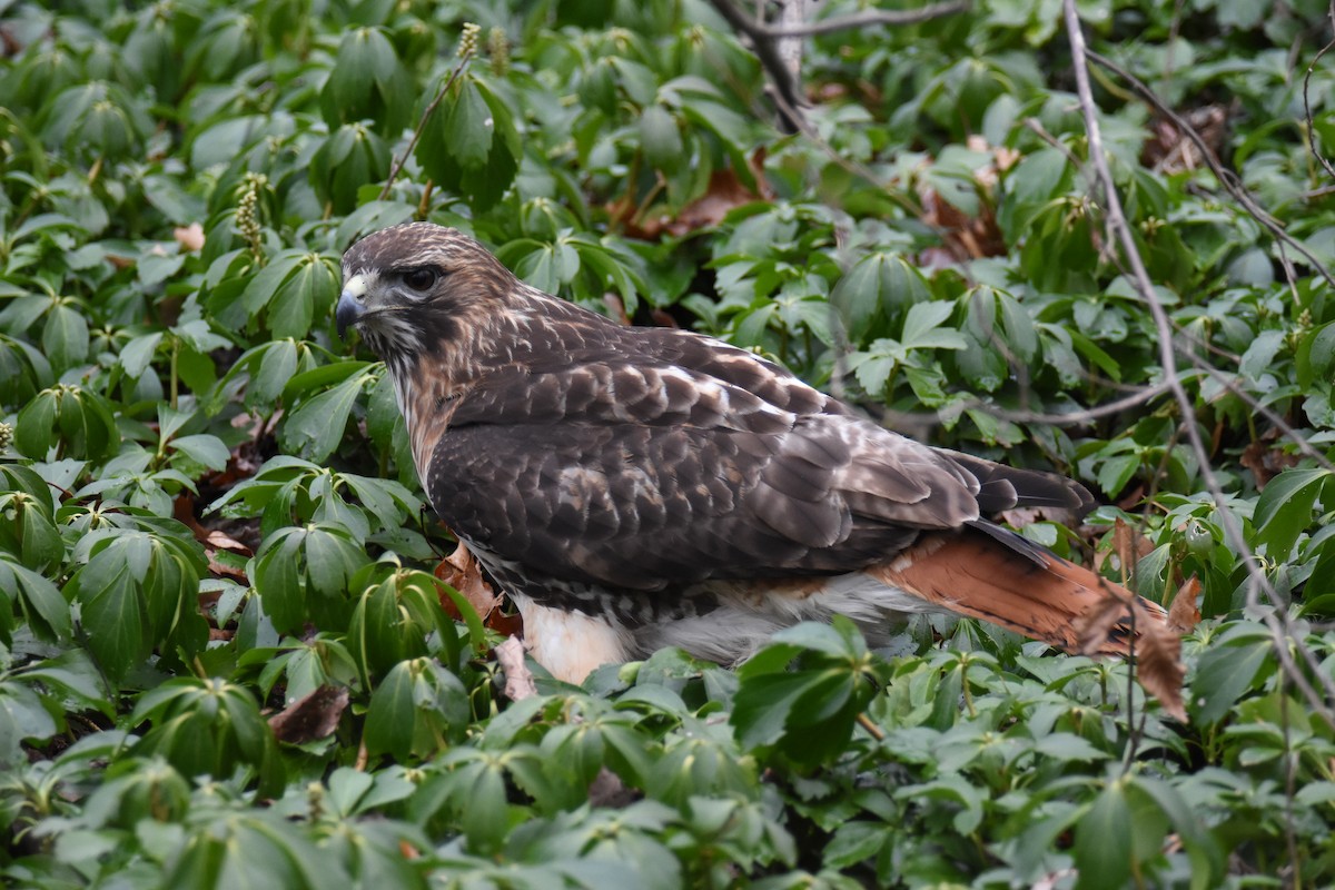 Red-tailed Hawk - ML614692428