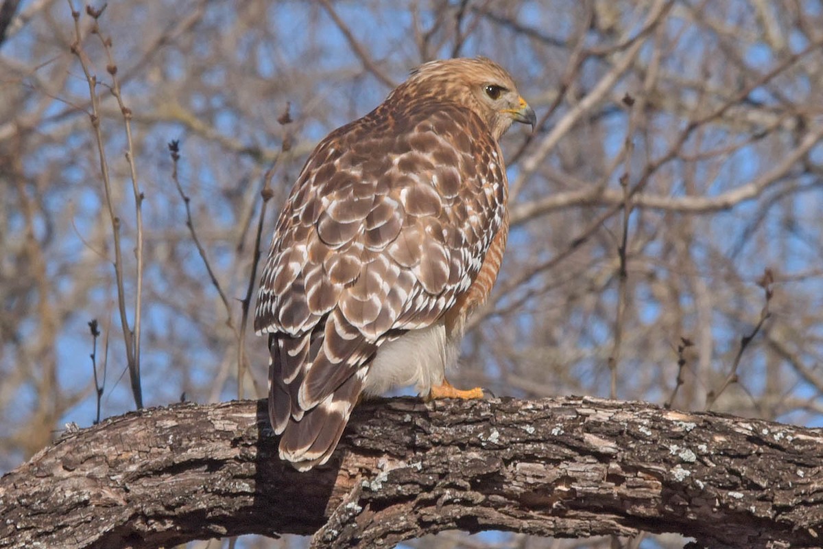 Red-shouldered Hawk - ML614692429