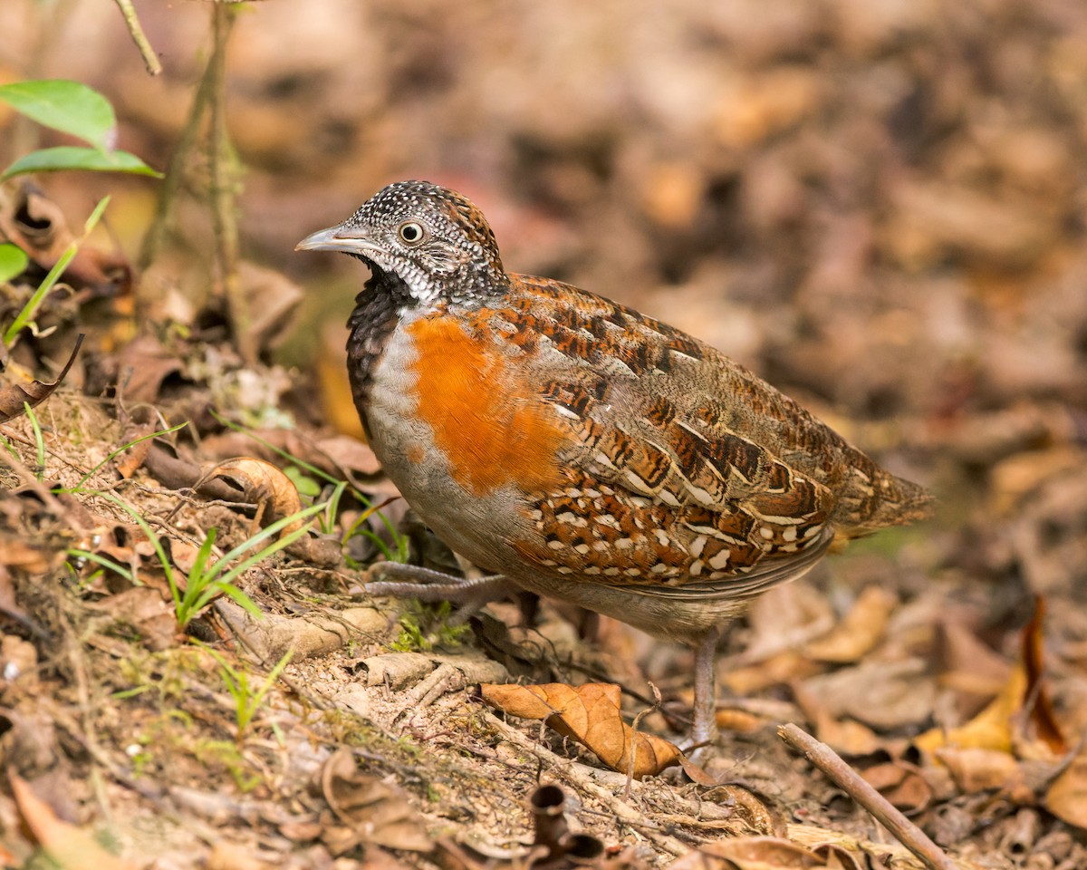 Madagascar Buttonquail - Christopher Sloan