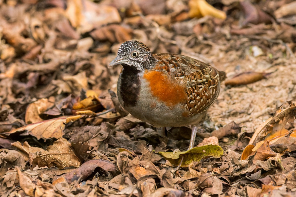 Madagascar Buttonquail - ML614692435