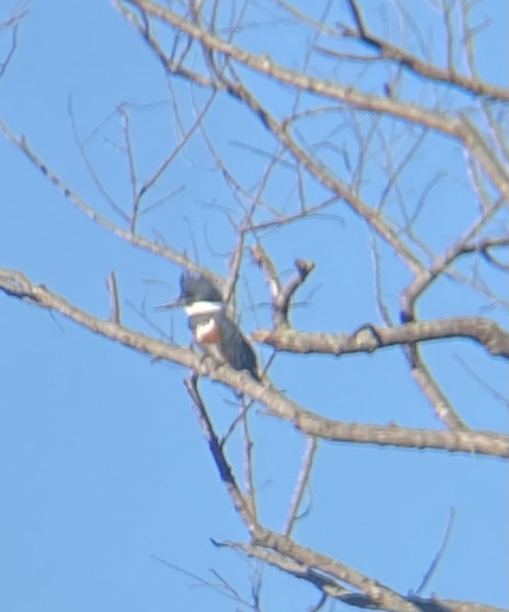 Belted Kingfisher - ML614692495