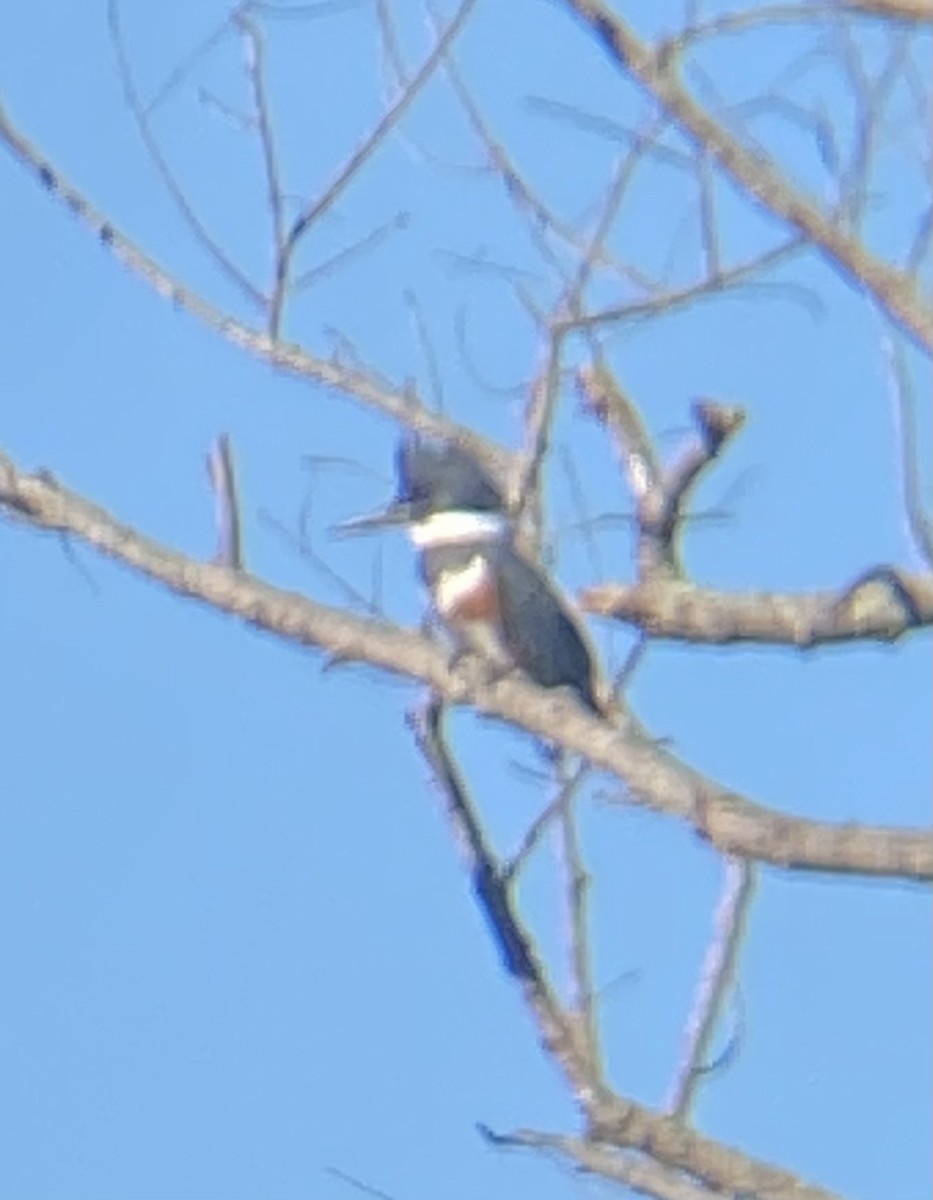 Belted Kingfisher - ML614692496