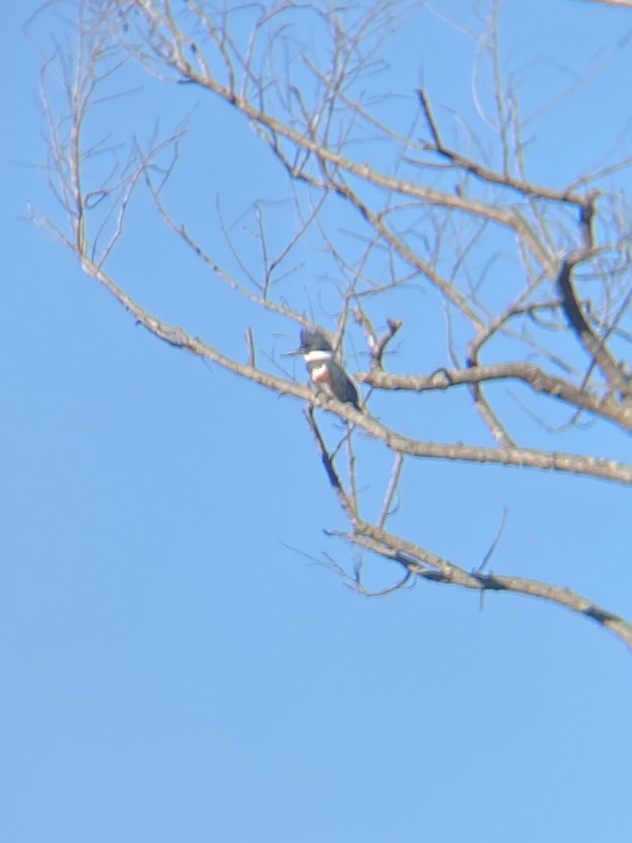 Belted Kingfisher - ML614692497
