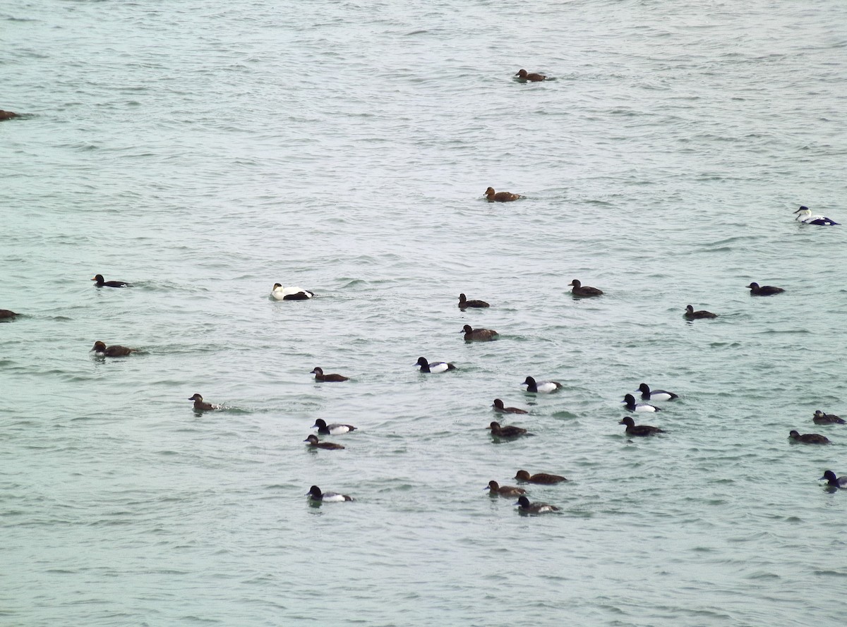 Greater Scaup - ML614692512