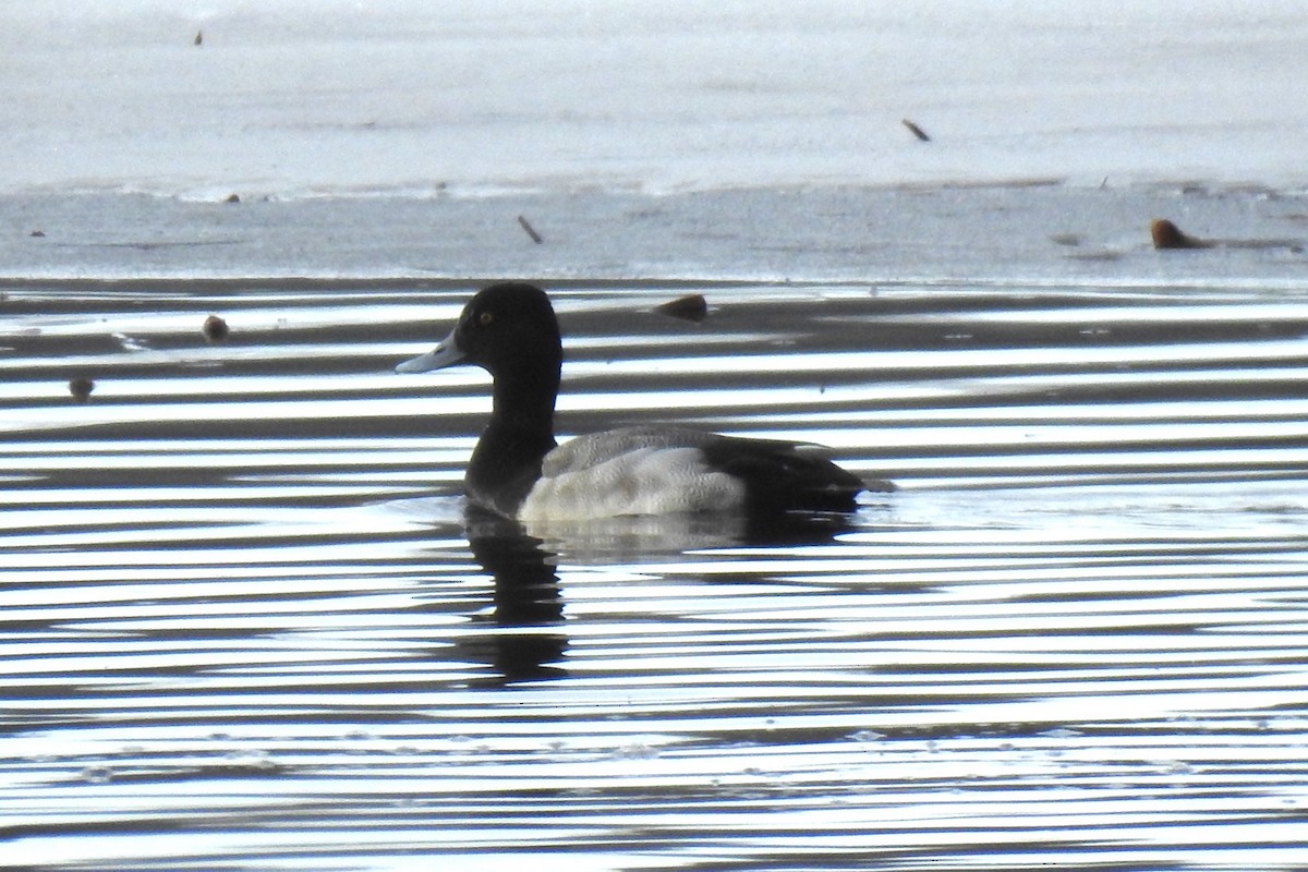 Lesser Scaup - ML614692575