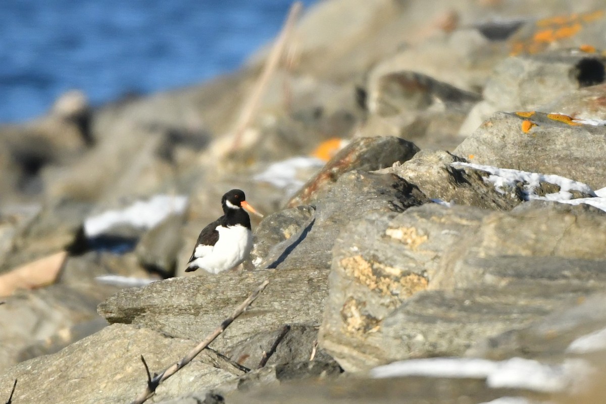 Eurasian Oystercatcher - ML614692641