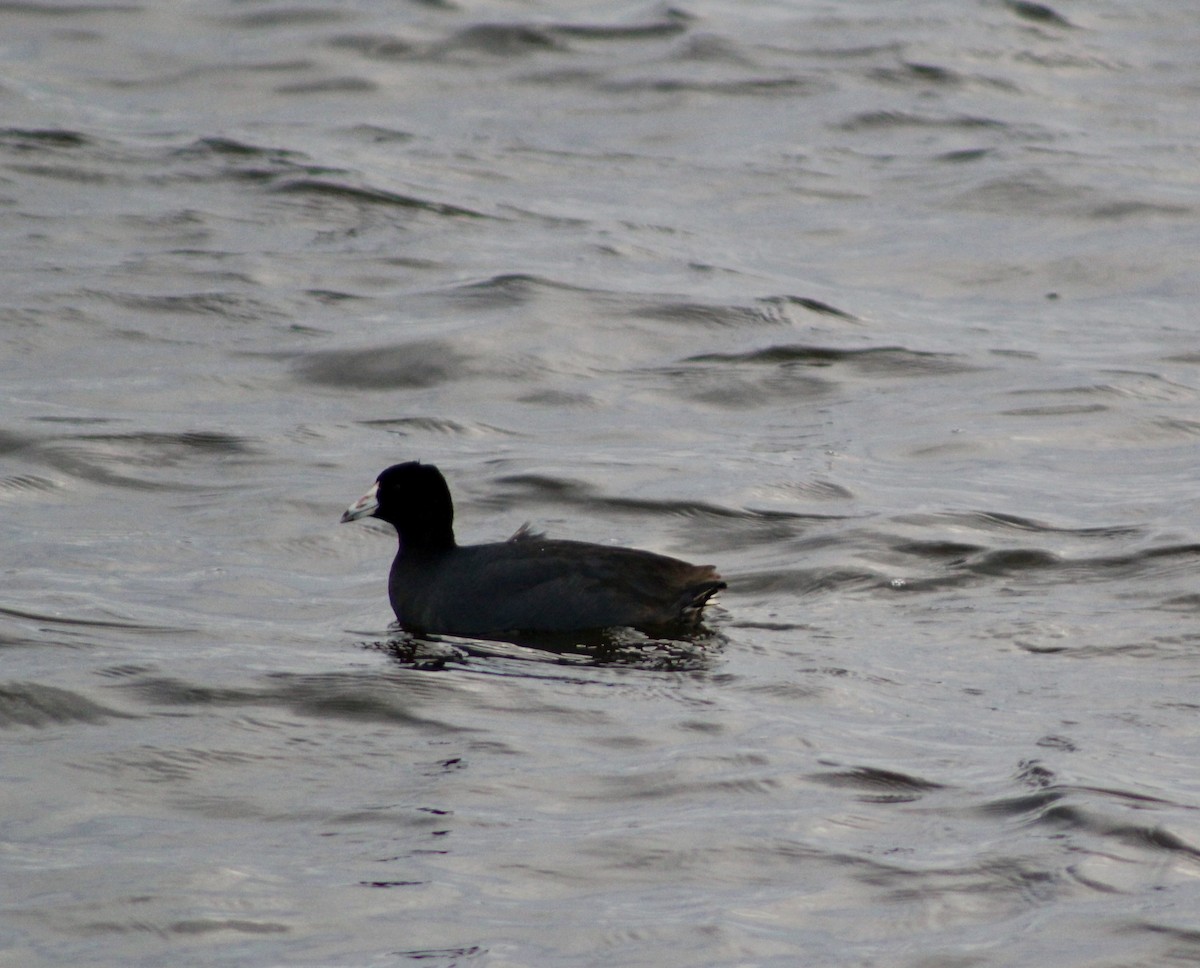 American Coot - ML614692666