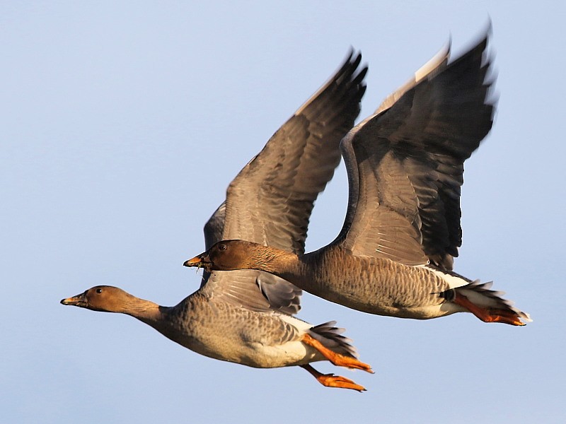 Tundra Bean-Goose - ML614692685