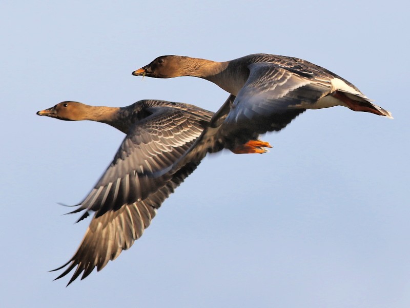 Tundra Bean-Goose - ML614692691