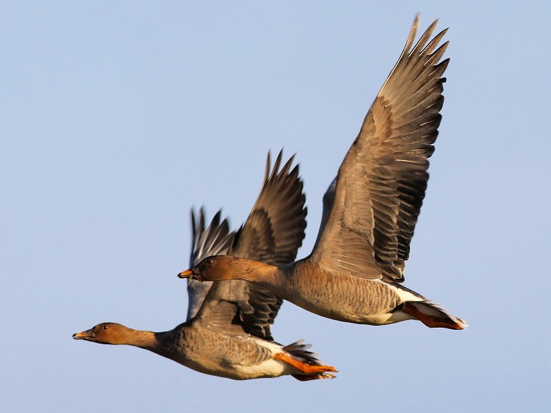 Tundra Bean-Goose - ML614692694
